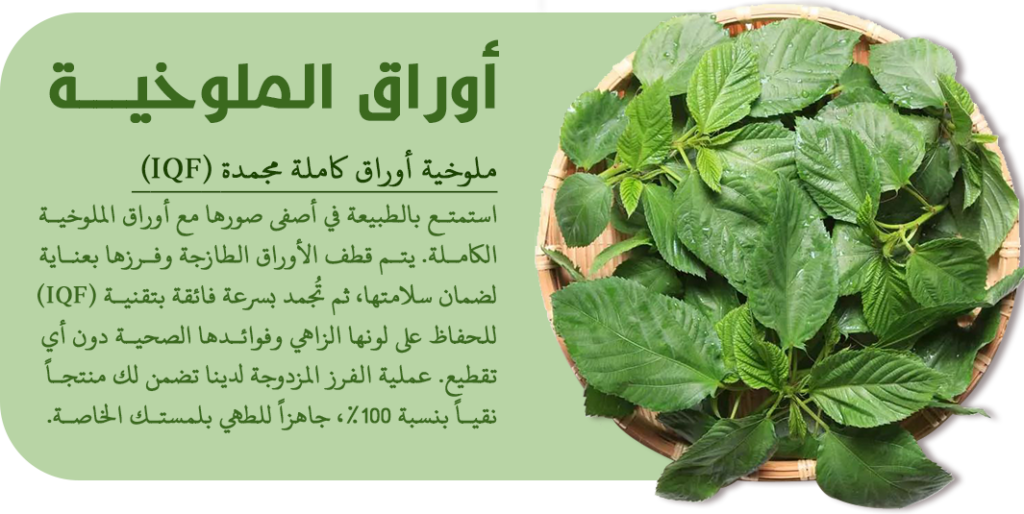 الرئيسية ملوخية1